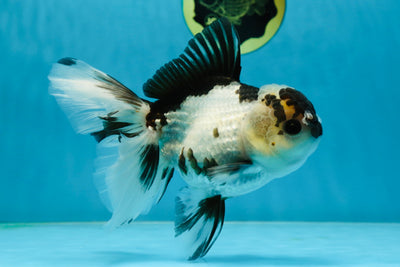 A Grade Cookie Panda Oranda Female 6 inches #030725OR_17