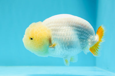 New ✨ A Grade Lemonhead Cheese LionQueen 4.5 inches #0419LC_07