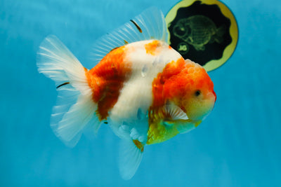 A Grade SPECIAL Sakura Oranda Female 5.5-6 inches #051625OR_14