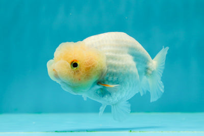 🐣 Baby Lemonhead Lionchu Female 4 inches #0322LC_02