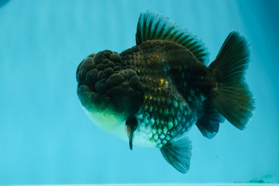 Kirin Yuanbao mâle bleu Chonky de qualité AAA, 4,5 pouces #122223YB_04