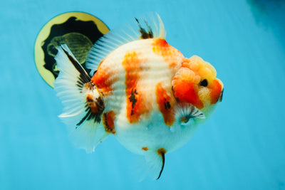 AAA Grade Big Body Godzilla Sakura Button Eyes Yuanbao Female 5-5.5 inches #051625YB_14