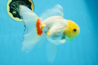 Red White Oranda Female 5.5 inches #111425OR_18