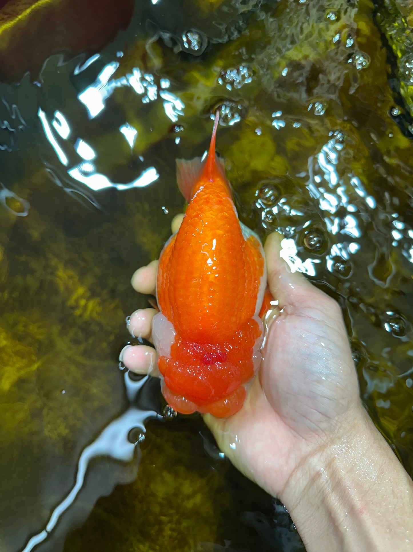 A Grade FLUFFY WEN Red White LionQueen 5.5 inches #091925LC_25