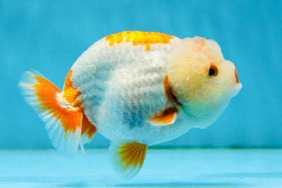 AAA Grade Chicken Red White Lipsticks LionKing 4-4.5 inches #013125LC_02