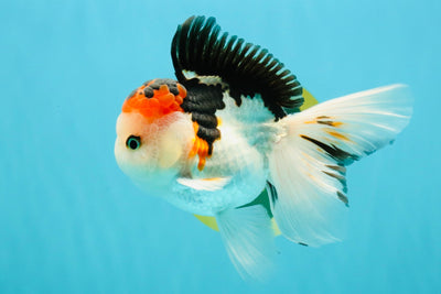 A Grade Tricolor Oranda Male 5 inches #041726OR_14