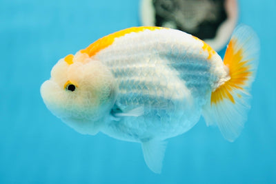 AAA Grade Mac&Cheese LionQueen 5-5.5 inches #1006LC_04