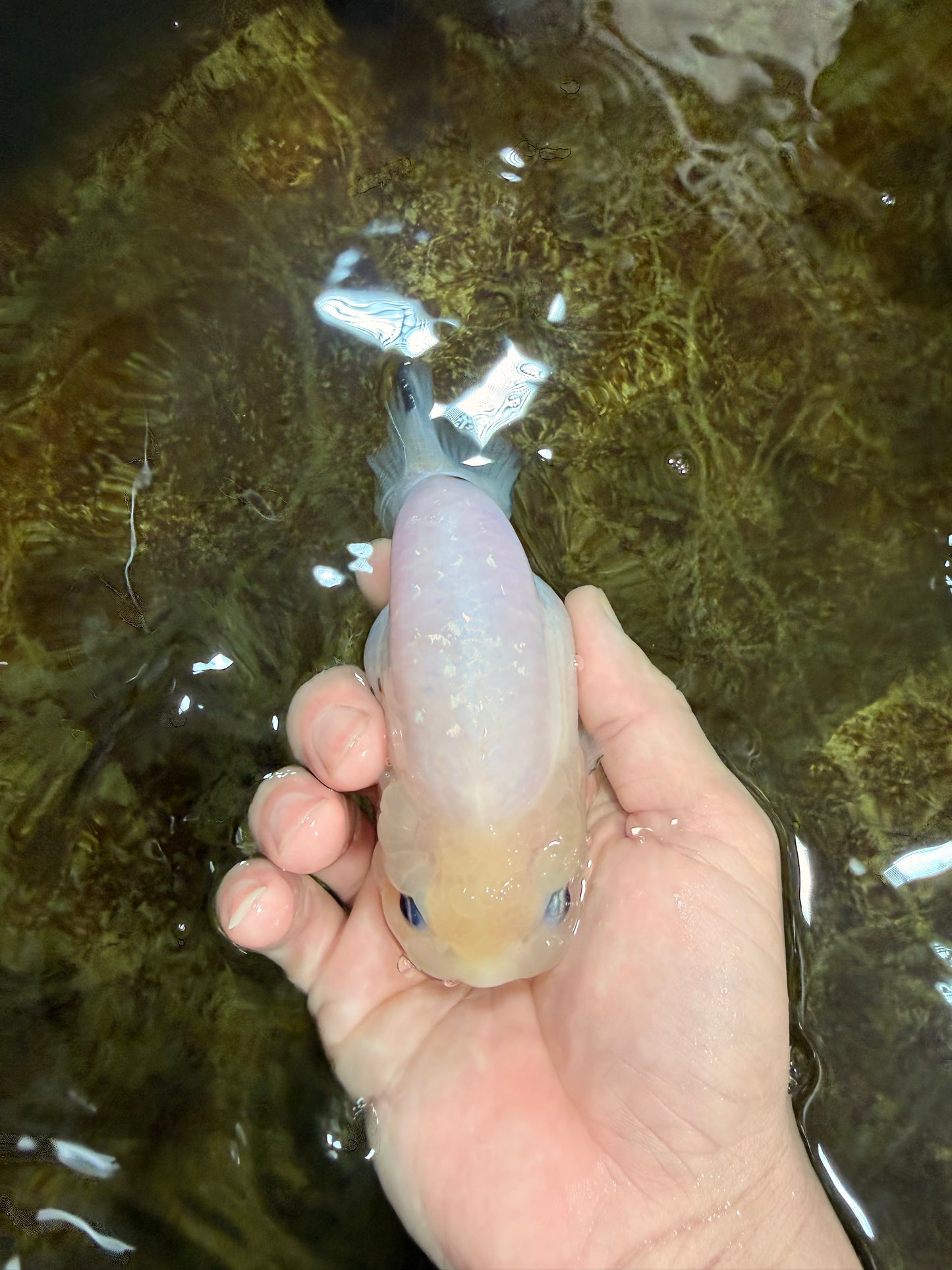 White Sakura Chinese Ranchu Female 4.5-5 inches #121225RC_04