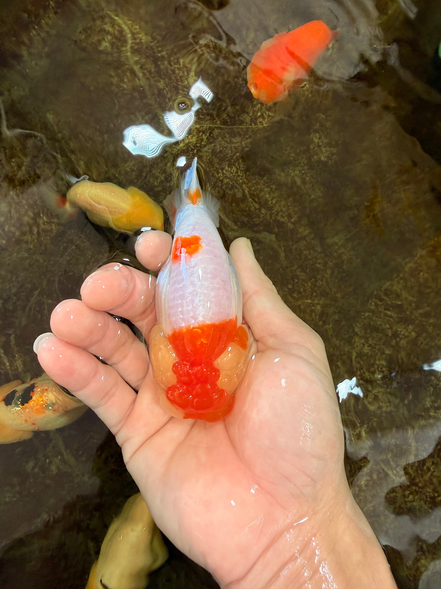 AAA Grade Young Red White Kohaku LionQueen 4 inches #101025LC_09