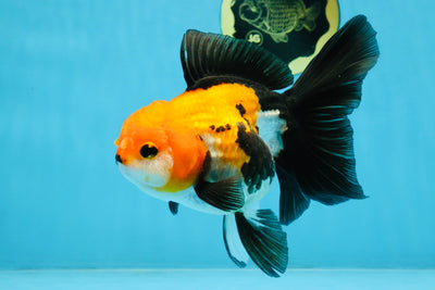 A Grade Tricolor Oranda Female 5.5-6 inches #111425OR_15
