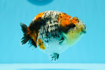 Calico Kirin de qualité AAA Super Special Tiny Tail LionQueen 4,5 à 5 pouces #0503LC_33