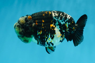 AAA Grade Special Tricolor Tiger LionQueen 4.5-5 inches #080125LC_18