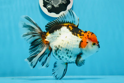 Femelle Oranda tricolore trapue de catégorie A de 6,5 à 7 pouces #0726OR_02