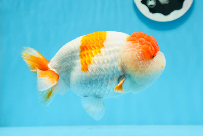 AAA Grade Kohaku LionQueen 5.5-6 inches #0726LC_43