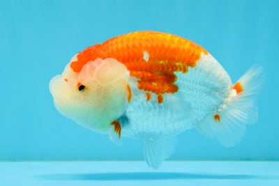 ADORABLE A Grade Red White LionKing 5 inches #032726LC_23