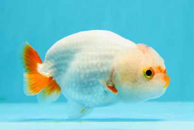 👶 Baby Red White Lionchu Female 4 inches #0607LC_16