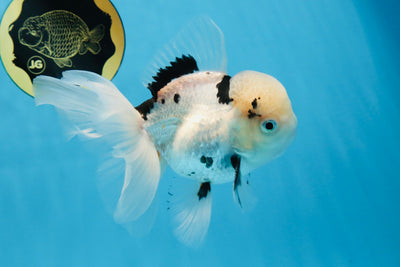 Panda Oranda Male 5.5 inches #030725OR_15