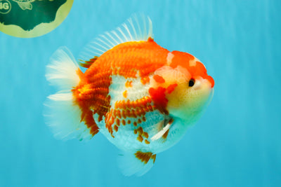 JUMBO A Grade Red White Yuanbao Male 5.5-6 inches #032026YB_22