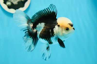 Gafas de sol de grado A Panda Oranda hembra de 4,5 pulgadas n.º 122223OR_07