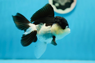 AAA Grade Panda Female Oranda 5 inches #0908OR_02