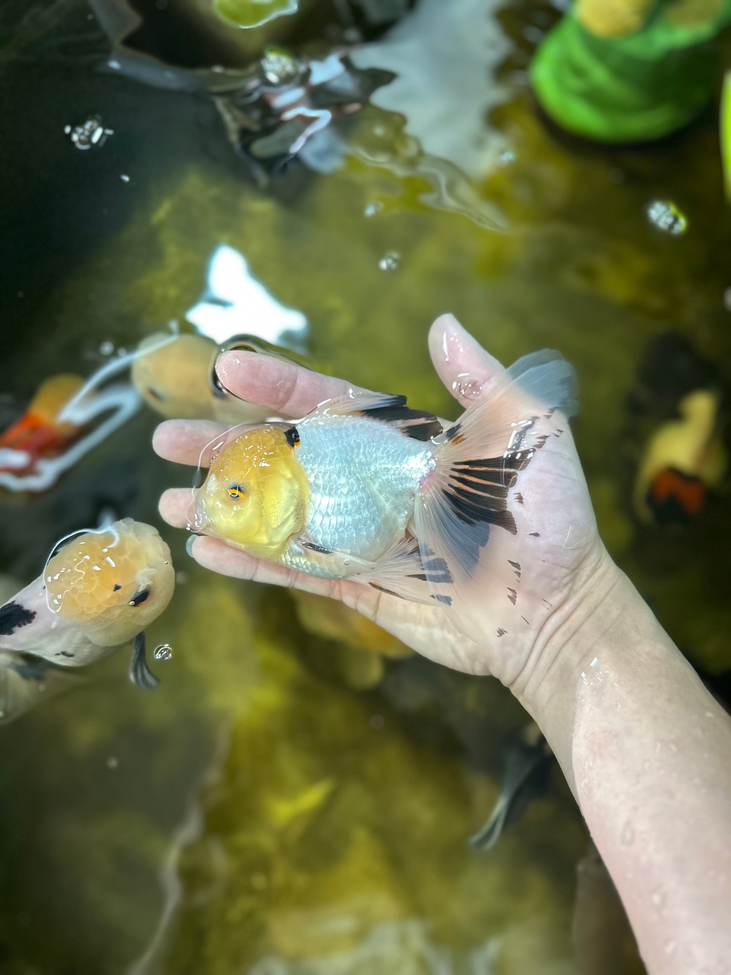 A Grade Pompom Lemonhead Oranda Male 5 inches #021425OR_11
