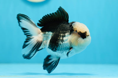 AAA Grade Eye-liner Tricolor Oranda Male 4.5-5 inches #0825OR_11