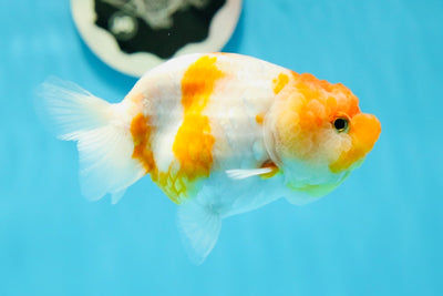 Cheeky Sakura Lionchu Female 4 inches #1103LC_19