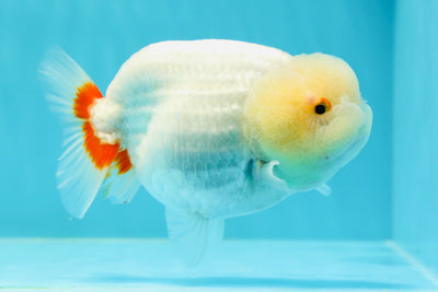 🐣 Chubby Red White Lionchu Female 5 inches #0412LC_08