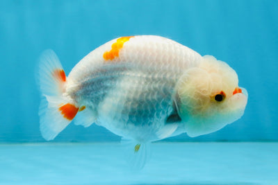 A Grade Red White LionQueen 4 inches #112125LC_09