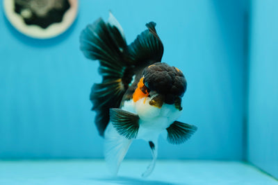 A Grade Mustache Tricolor Oranda Male 5-5.5 inches #0915OR_07