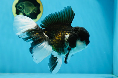A Grade "Elvis Presley" Panda Oranda Male 5.5 inches #021425OR_16