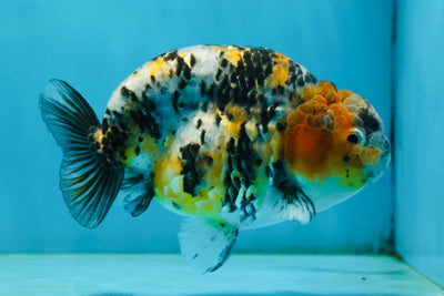 A Grade Tricolor Tiger LionKing 4.5-5 inches #062725LC_02