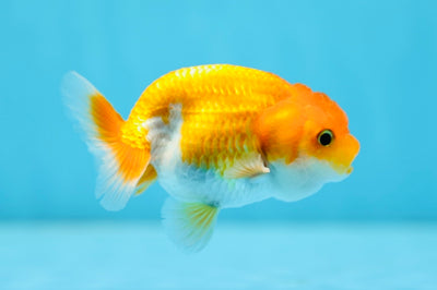 Red White Lionchu Male 3-3.5 inches #0901LC_18