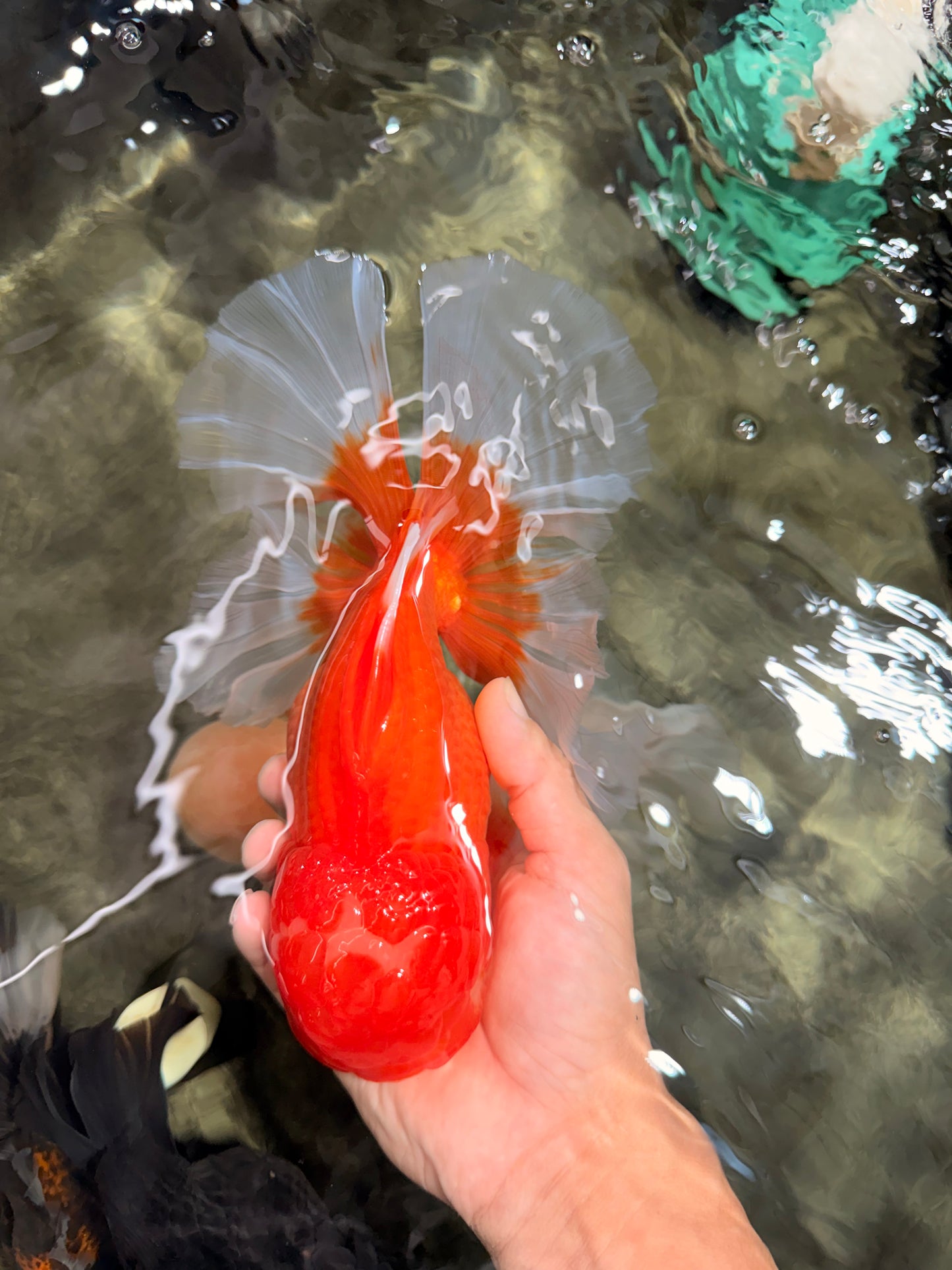 TOMATO AAA Grade Jumbo Broadtail Red Oranda Male 8.5-9 inches #072426OR_03