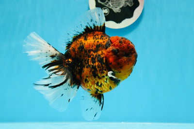 Godzilla Tiger Oranda macho de 5 pulgadas de grado de exhibición #1020OR_08