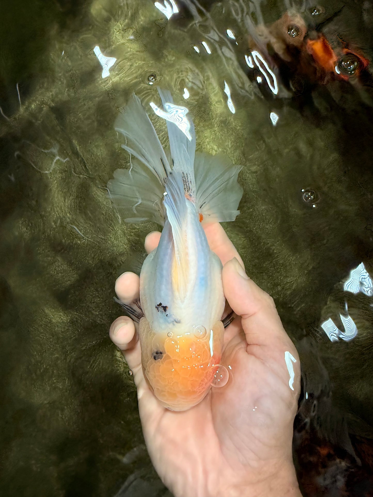 BEAUTY AAA Grade Sakura Oranda Male 6.5 inches #081426OR_03