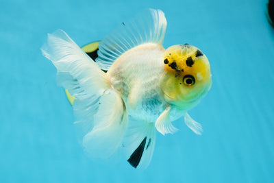A Grade Panda White Oranda Male 5 inches #050225OR_07