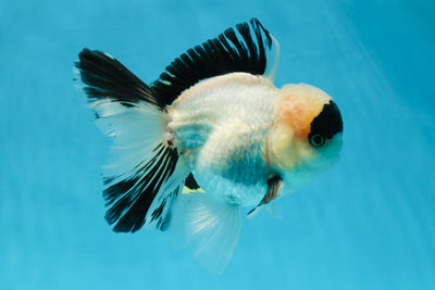 A Grade Panda Oranda Male 5.5-6 inches #053025OR_15