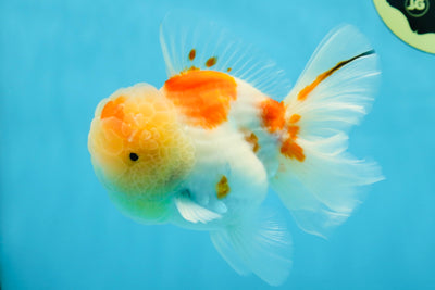 A Grade Sakura Oranda Male 4.5-5 inches #053025OR_28