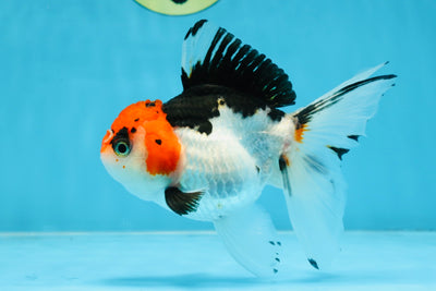 Tricolor Oranda Female 5-5.5 inches #100325OR_16
