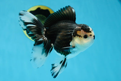 A Grade Star Nose Panda Button Eyes Oranda Male 4.5 inches #013125OR_20