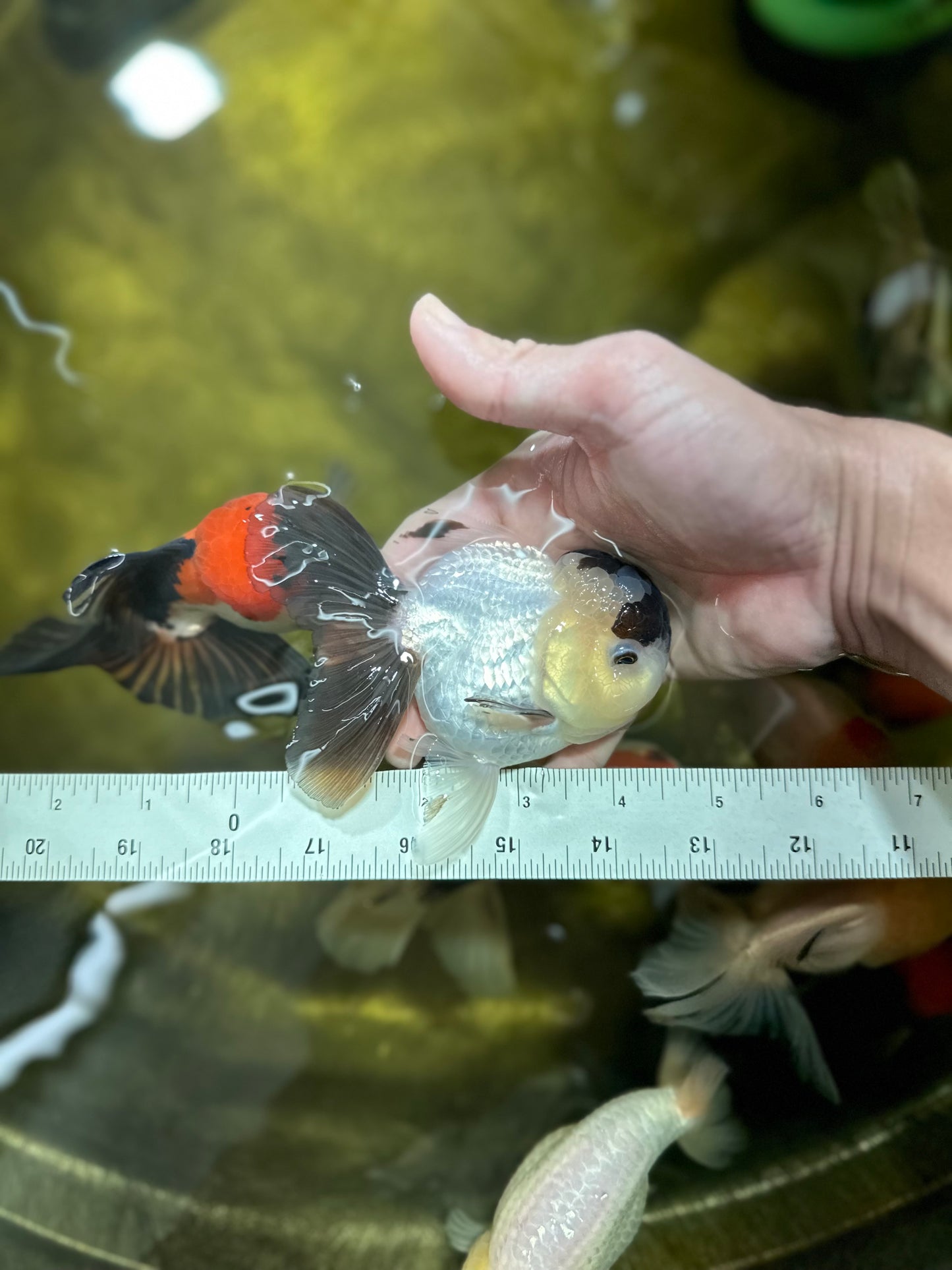 RARE Stocky A Grade Cruella Panda Button Eyes Oranda Male 4.5 inches #022125OR_05