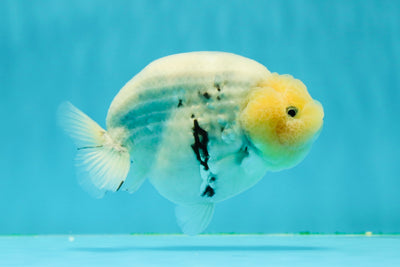 AAA Grade MilkCow Lemonhead LionQueen 4.5 inches #0308LC_01