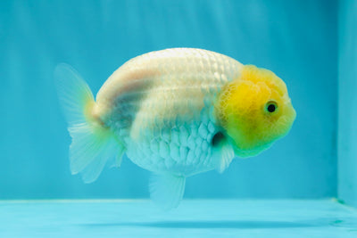 👶 Super Little Bright Lemonhead Snow White Lionchu Female 3.5-4 inches #0209LC_23