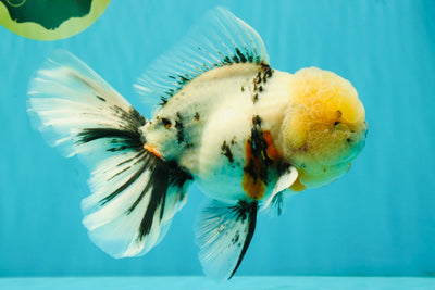 A Grade Marble Oranda Male 7 inches #071026OR_33