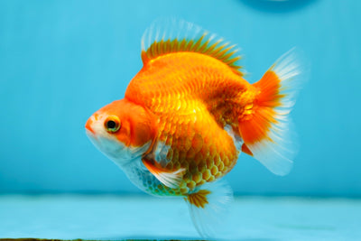 AAA Grade Ryukin Male 4-4.5 inches #0922RK_06