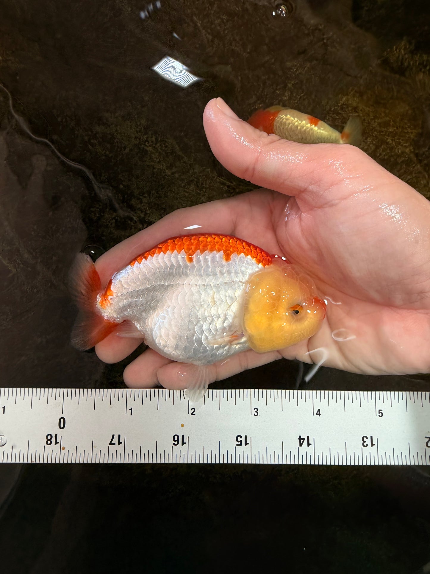 A Grade Young Red White LionQueen 4 inches #101025LC_03