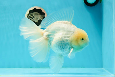 AAA Grade Snowflake Godzilla Oranda Male 7 inches #0308OR_11