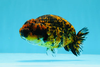 Big Wen Tiger Lionchu Female 5-5.5 inches #0614LC_07