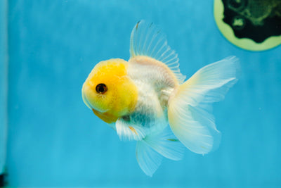 Lemon Puff Lemonhead Button Eyes Oranda Male 4 inches #020725OR_28